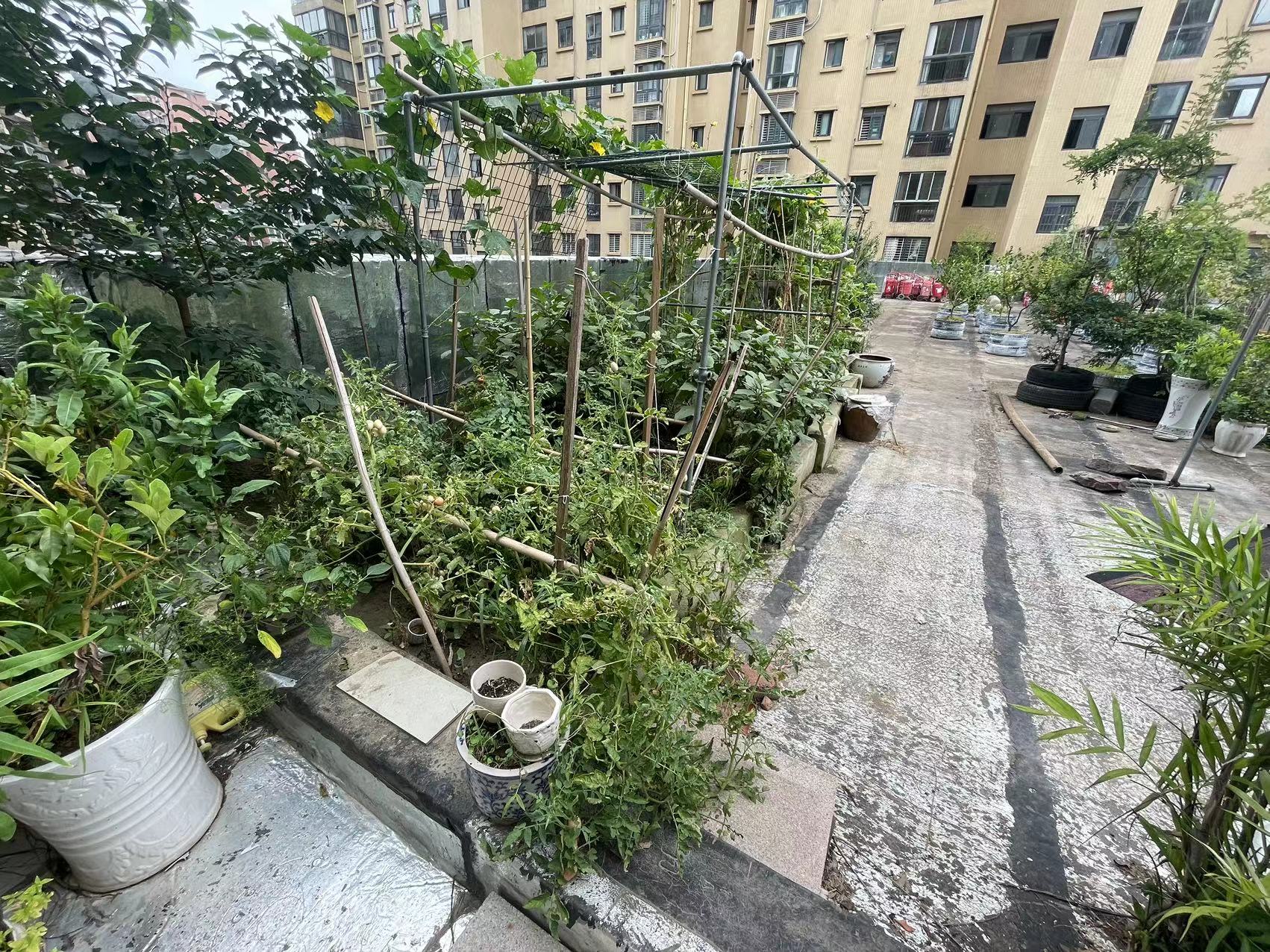 三丰鼎城两房边户带大露台种菜养花送阳光房20平