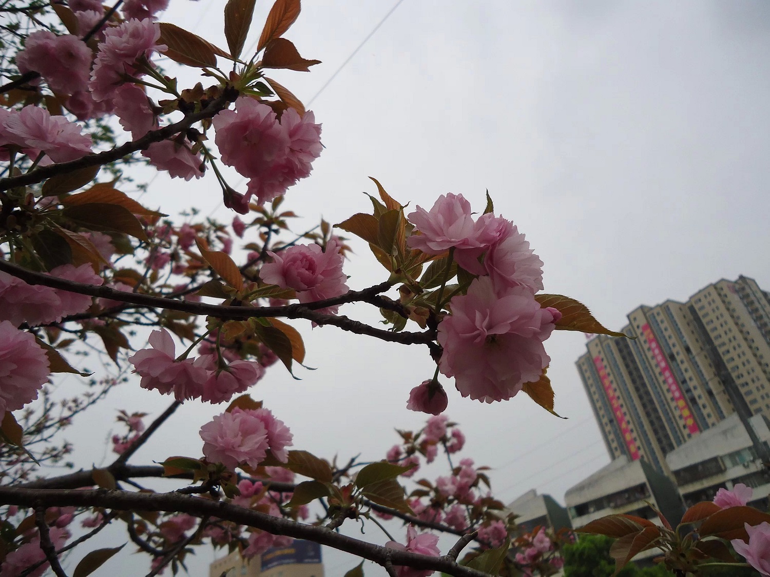 仙桃城市广场小户型