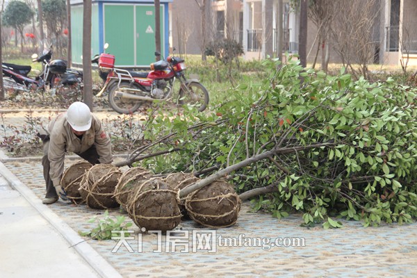 華泰麗晶小區(qū)的園丁師傅正在栽植樹木，完善綠化帶