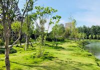 碧水园·锦城丨与公园为邻，让鲜氧唤醒生活的诗与远方